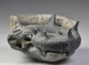 Glorious Xipheroceras ziphus, width 8 cm, venter view, with spines mostly intact. Purchased from Mike Marshall.