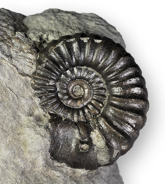 Small 22 mm specimen of Xipheroceras ziphus. When prepping, I thought this was a Promicroceras - until I found the first spine !