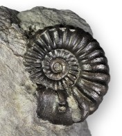 Small 22 mm specimen of Xipheroceras ziphus. When prepping, I thought this was a Promicroceras - until I found the first spine !