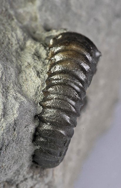 Small 22 mm specimen of Xipheroceras ziphus, venter view. Broadening of the ribs on the venter clearly visible, also the first spine & widening of the shell