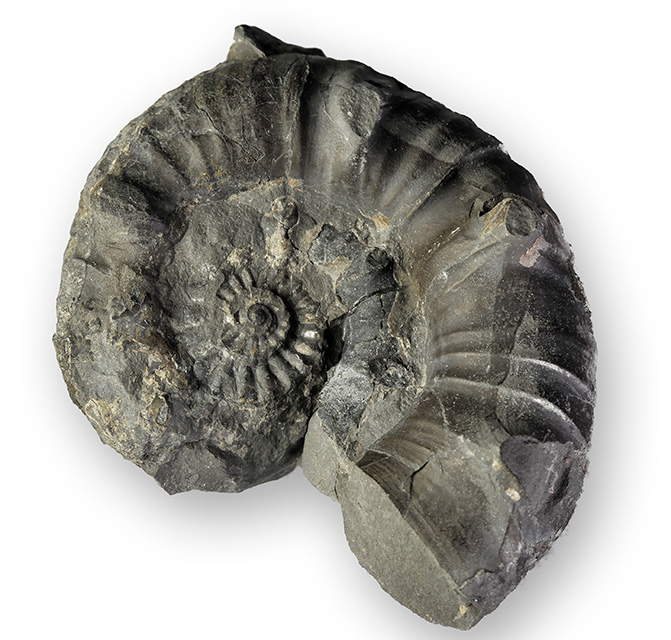 Xipheroceras ziphus, 5 cm. Not all specimen come as beautiful preserved as the other ones shown - this was found on the bottom of a 20 cm deep seawater puddle...