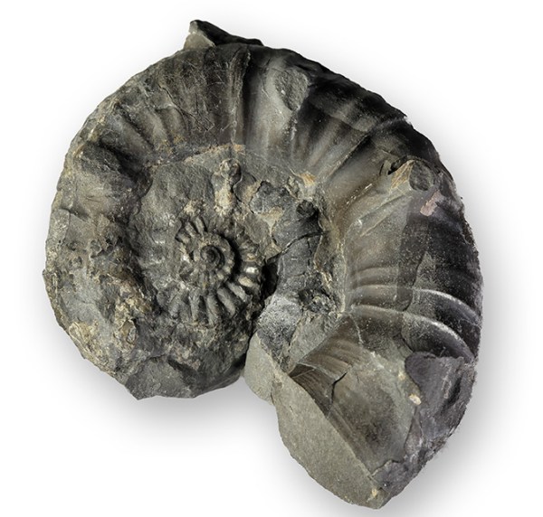 Xipheroceras ziphus, 5 cm. Not all specimen come as beautiful preserved as the other ones shown - this was found on the bottom of a 20 cm deep seawater puddle...