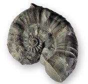 Xipheroceras ziphus, 5 cm. Not all specimen come as beautiful preserved as the other ones shown - this was found on the bottom of a 20 cm deep seawater puddle...