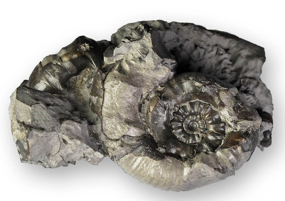 Cluster of 2 Xipheroceras ziphus, both 4 cm