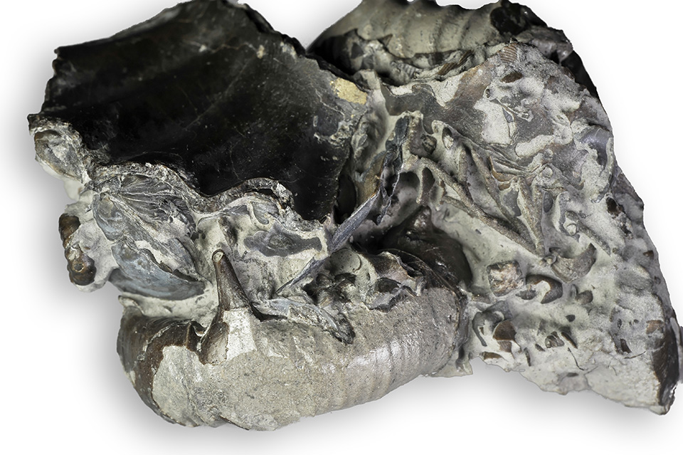 Cluster of 2 Xipheroceras ziphus, both 4 cm. This one has a spine nearly fully preserved.