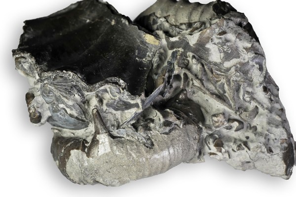 Cluster of 2 Xipheroceras ziphus, both 4 cm. This one has a spine nearly fully preserved.