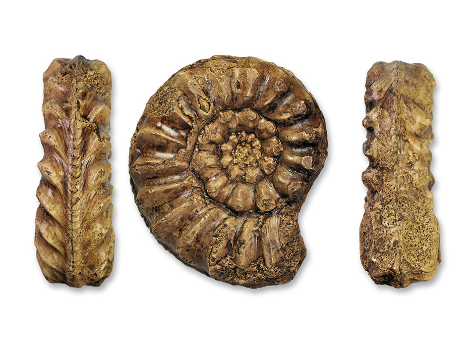 Cast of holotype of Pleuroceras yeovilense, 60 mm diameter