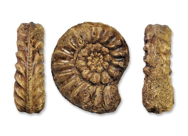 Cast of holotype of Pleuroceras yeovilense, 60 mm diameter