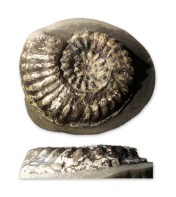 Pleuroceras cf. yeovilense, 140 mm, Holderness Coast