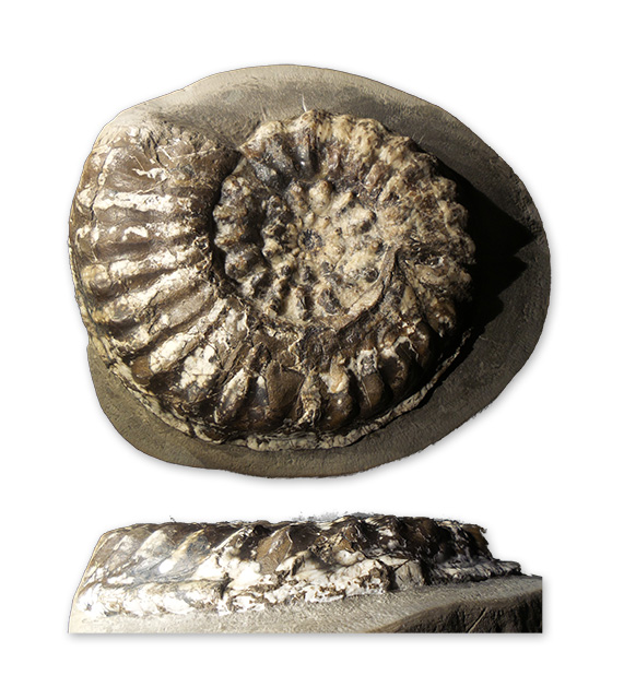 Pleuroceras cf. yeovilense, 140 mm, Holderness Coast