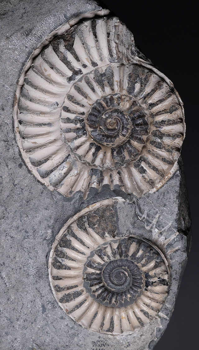 Arnioceras bodleyi (J. BUCKMAN), 7 and 5 cm diameter, Kilve/Somerset
