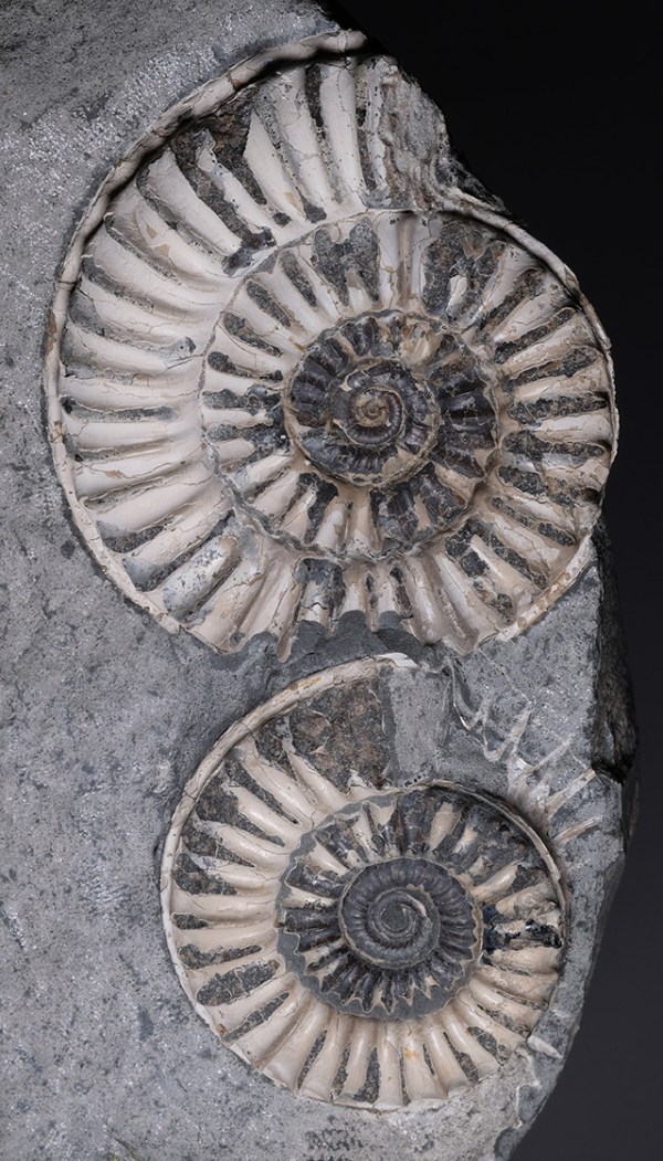 Arnioceras bodleyi (J. BUCKMAN), 7 and 5 cm diameter, Kilve/Somerset