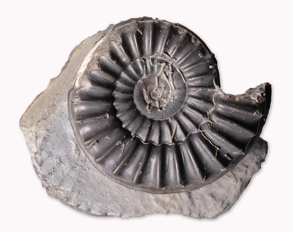 Arnioceras sp., 5 cm diameter