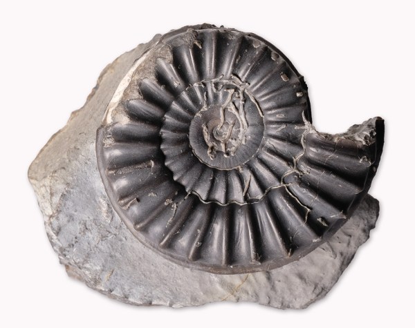 Arnioceras sp., 5 cm diameter