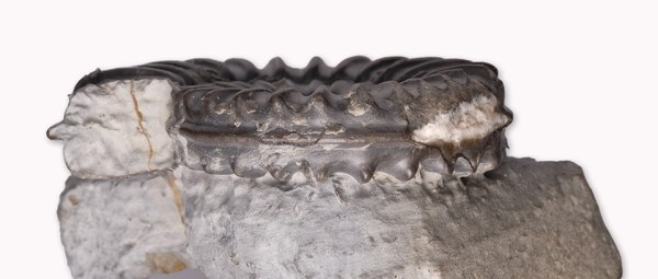 Arnioceras sp., 5 cm diameter, view of keel & whorl section