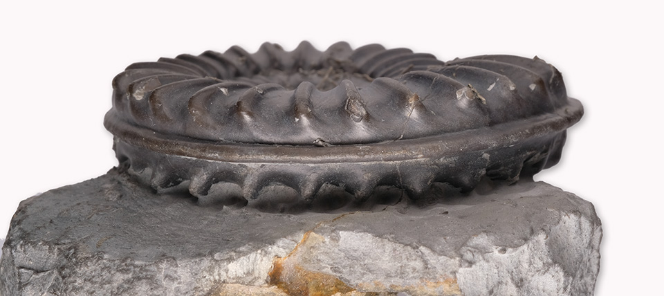 Arnioceras sp., 5 cm diameter, view of keel