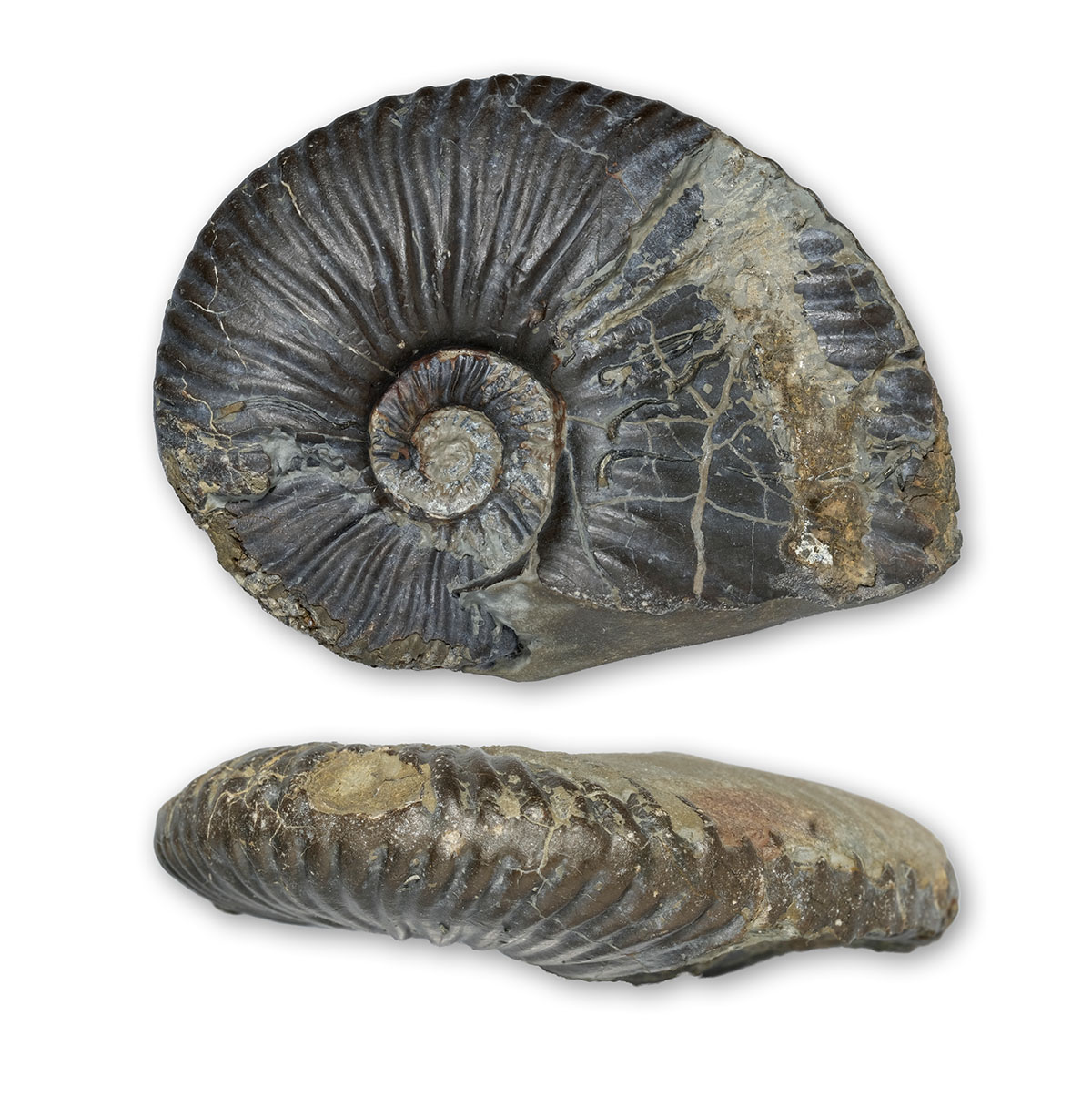Angulaticeras cf. charmassei, 9cm / 3.5 " diameter, bucklandi sz, Redcar