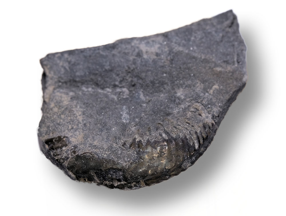 First Angulaticeras fragment found in Robin Hoods Bay in 1996, diamater 1.6 cm