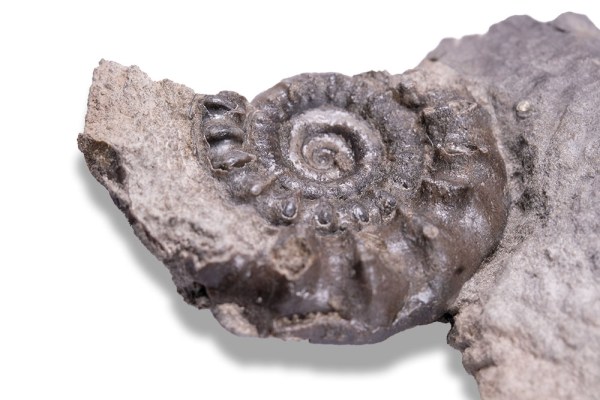 Broken off Bifericeras, diameter of ammonite = 3 cm