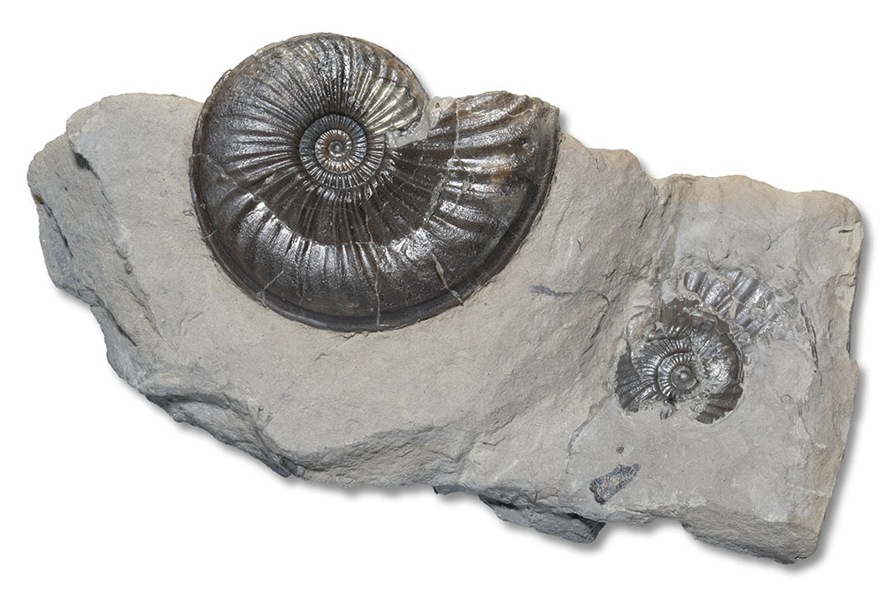 Specimen of Eparietites denotatus, 4 cm, see next picture for what´s on the other side...