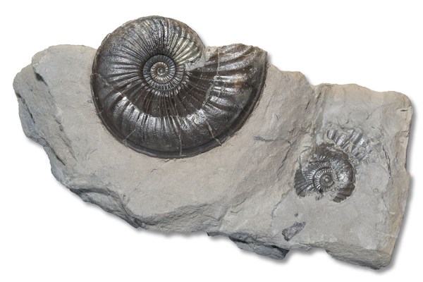 Specimen of Eparietites denotatus, 4 cm, see next picture for what´s on the other side...