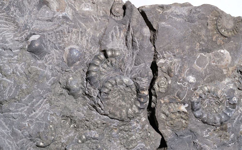 Pyritic lens with multiple, badly preserved Bifericeras, diameter of biggest ammonite = 3 cm