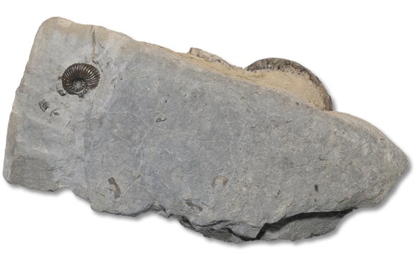 Reverse of the previous specimen with small Angulaticeras sulcatum, 7 mm diameter