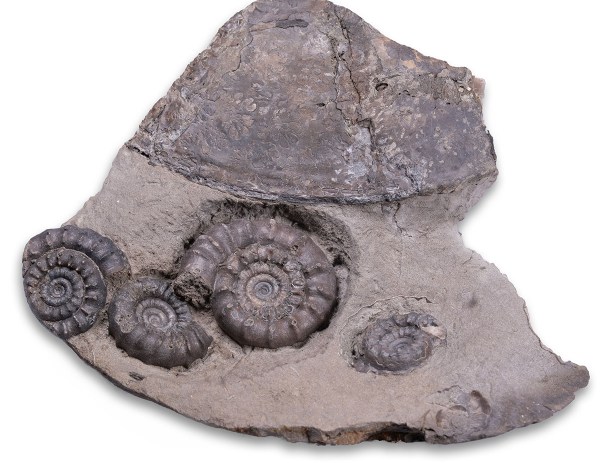 The finished specimen with 4 Bifericeras bifer within the body chamber of a large Oxynoticeras sp.