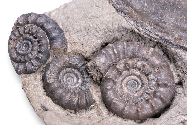 Detail of the better preserved ammonites - biggest Bifericeras bifer diameter = 3.5 cm