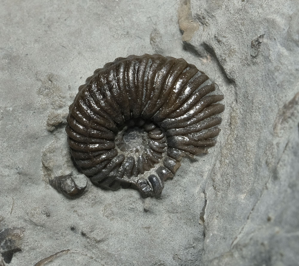 Detail of small Angulaticeras sulcatum, 7 mm diameter