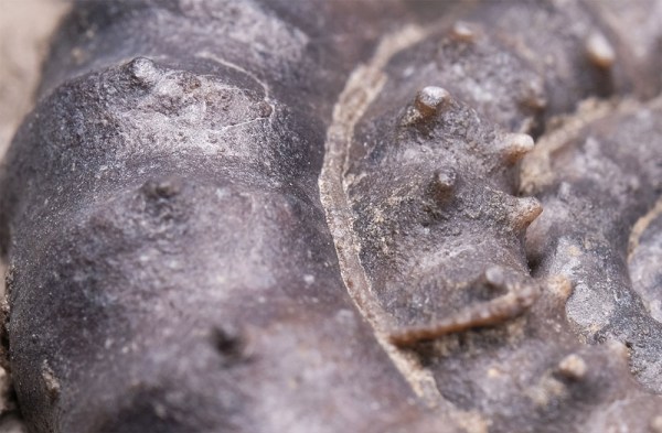 Detail of Bifericeras bifer showing double spines connected through a rib