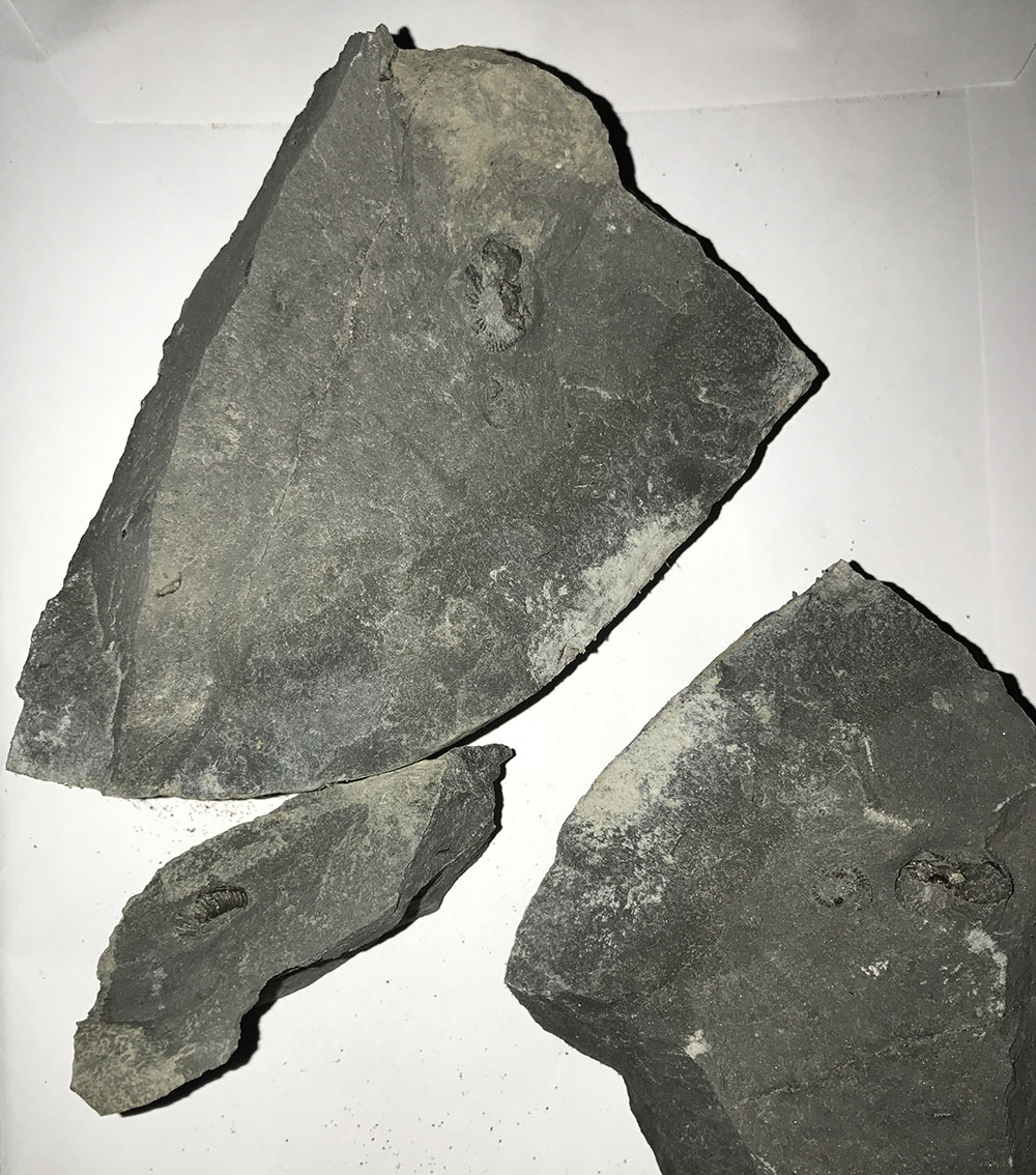 Split nodule as found with 4 small Angulaticeras, one spilt in the middle...