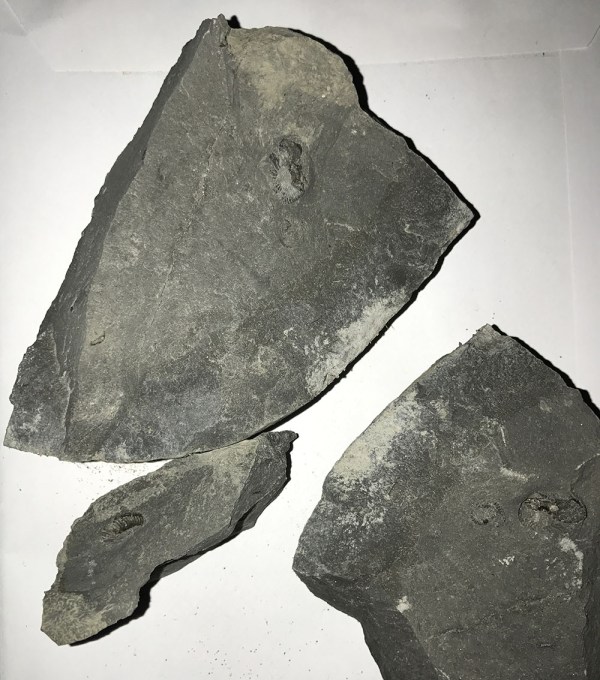 Split nodule as found with 4 small Angulaticeras, one spilt in the middle...