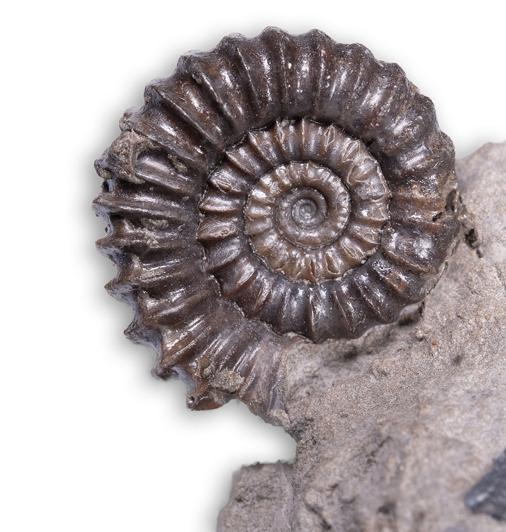 Bifericeras vitreum, diameter = 2 cm