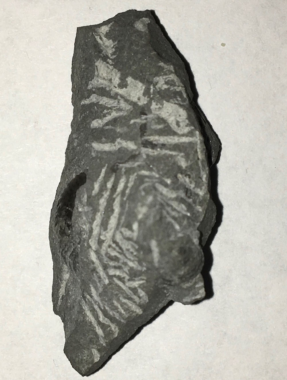 Prepping the first Angulaticeras, if you look carefully you see that there´s also a gastropod...