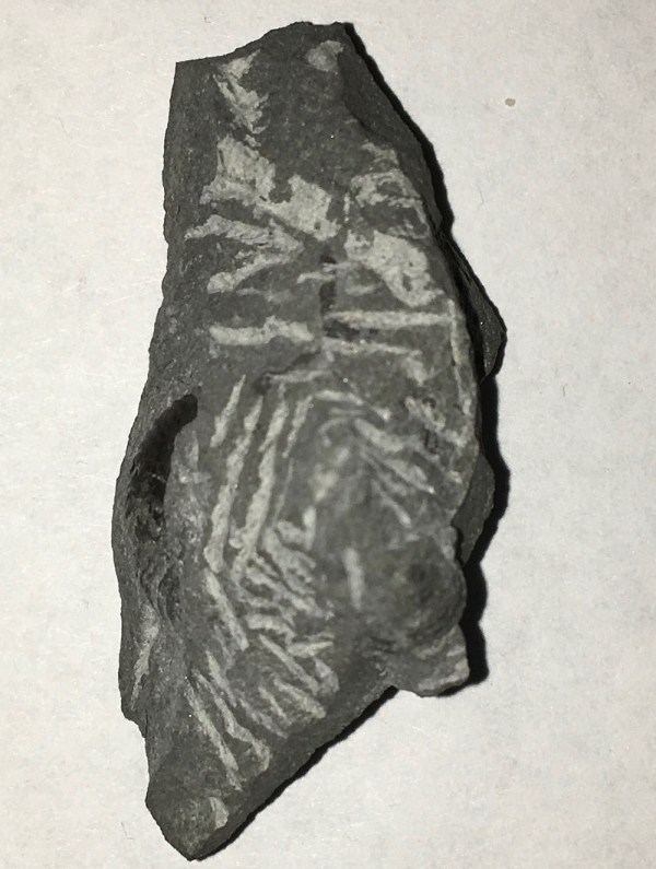 Prepping the first Angulaticeras, if you look carefully you see that there´s also a gastropod...