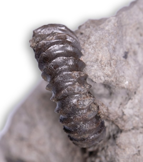 View of the venter of Bifericeras vitreum with sharp ribbing, convex across the venter