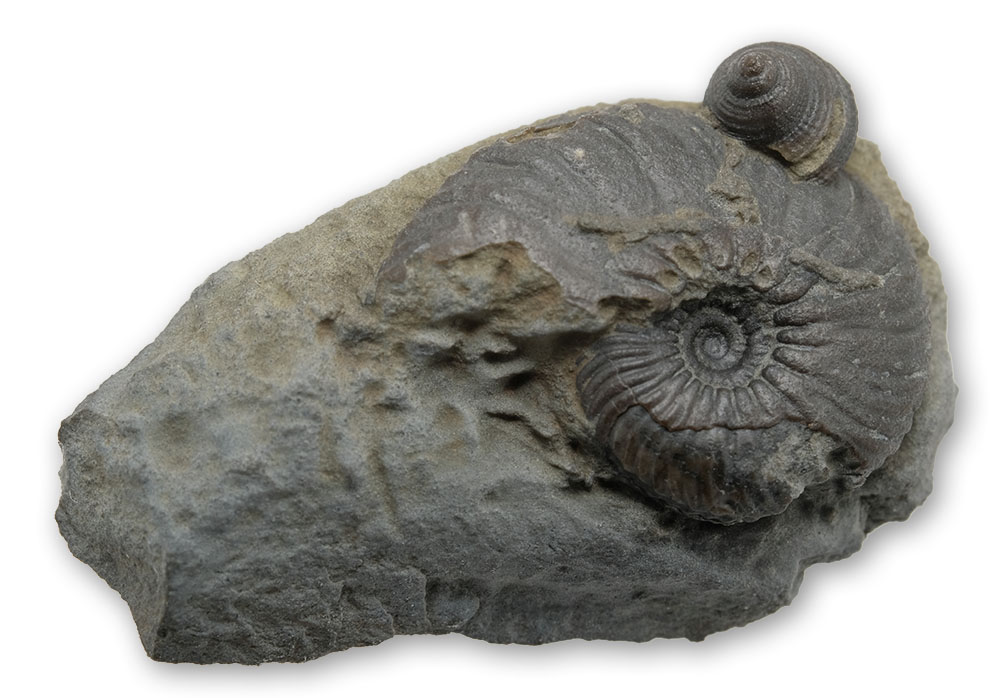 Prepped Angulaticeras sulcatum, 2 cm diameter, with small Pleurotomaria, 4 mm diameter