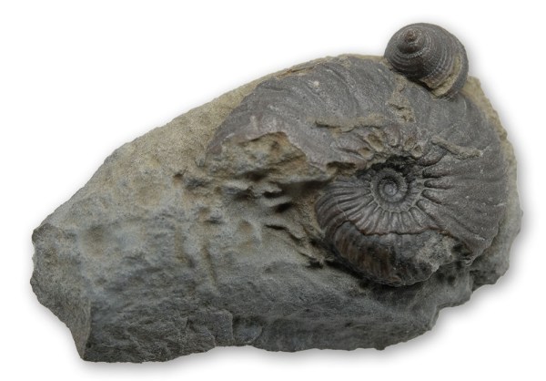 Prepped Angulaticeras sulcatum, 2 cm diameter, with small Pleurotomaria, 4 mm diameter