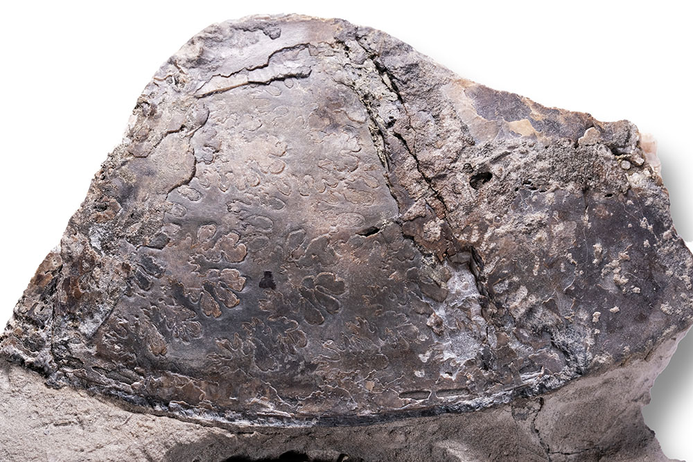 Section of Oxynoticeras sp with sutures showing, width = 9 cm