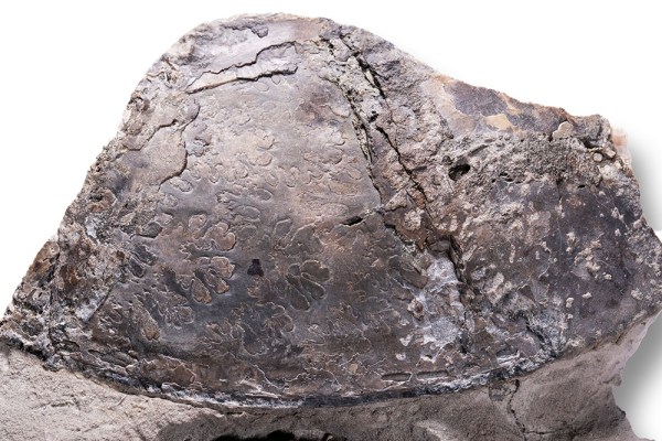 Section of Oxynoticeras sp with sutures showing, width = 9 cm