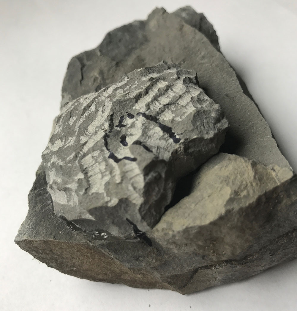 Parts of nodule that contains 2 Angulaticeras glued together again and with ammonite locations marked.