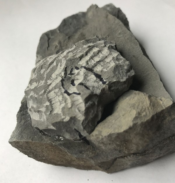 Parts of nodule that contains 2 Angulaticeras glued together again and with ammonite locations marked.