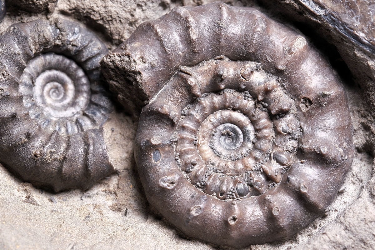 Detail of biggest Bifericeras bifer