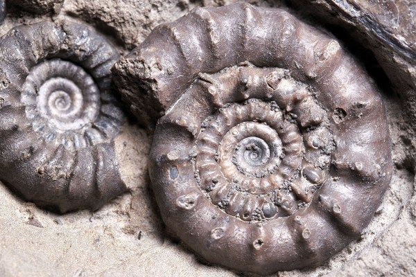 Detail of biggest Bifericeras bifer