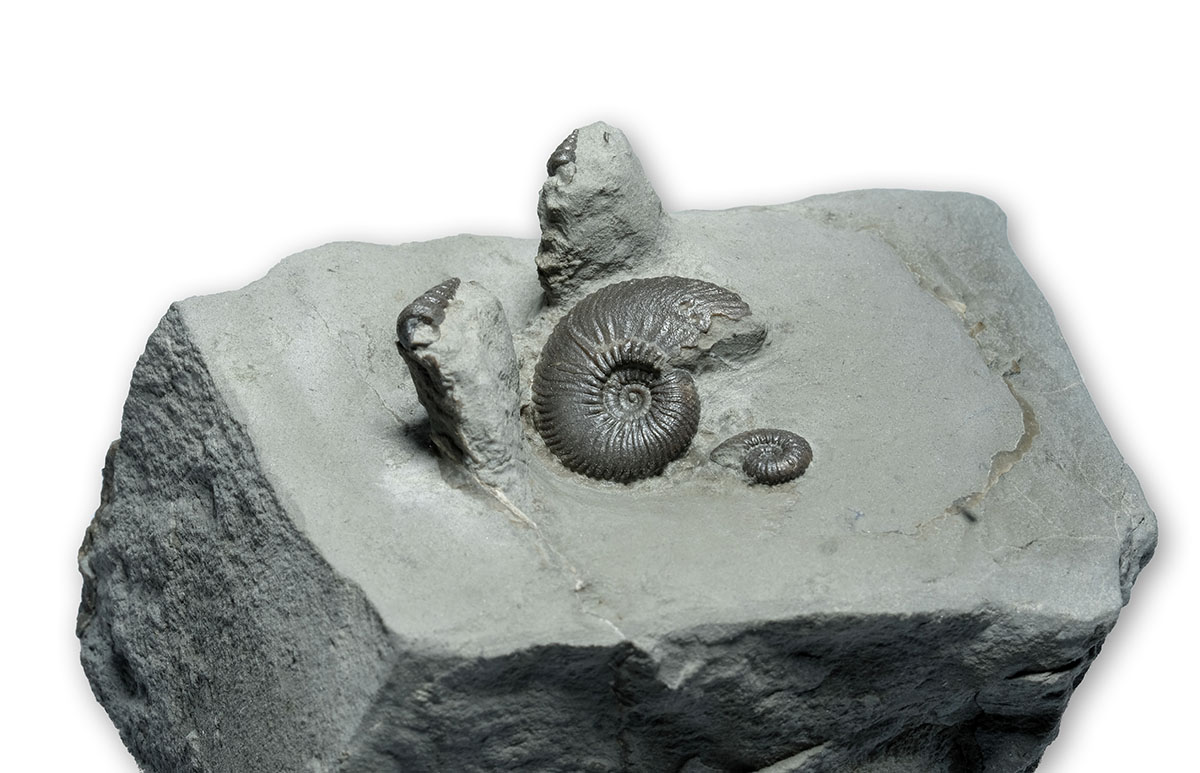 The prepared specimen with two Angulaticeras sulcatum, 2 cm and 5 mm, an two small gastropods