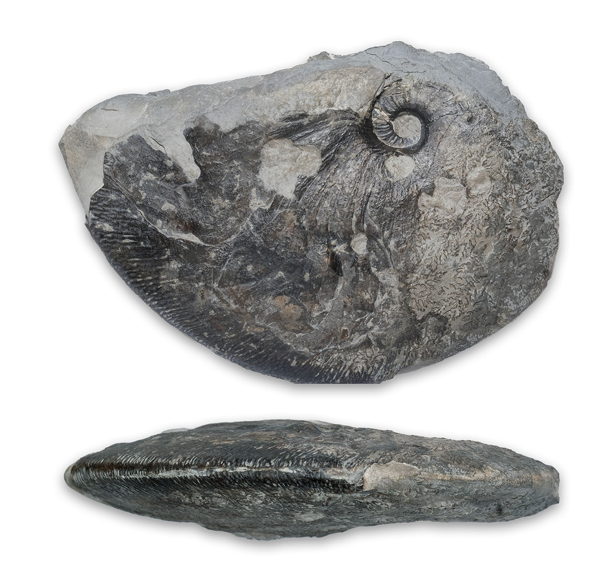 Fragment of big Angulaticeras sulcatum, 10 cm wide