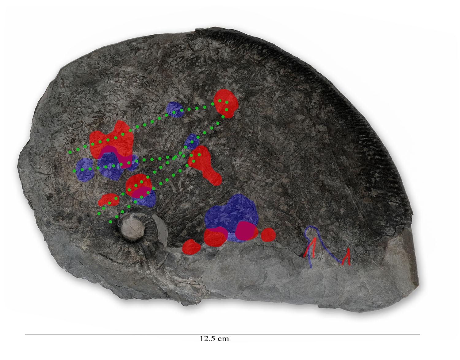 Picture overlay of both sides of the ammonite, showing the bite marks. Green dots showing a potential jaw alingnment