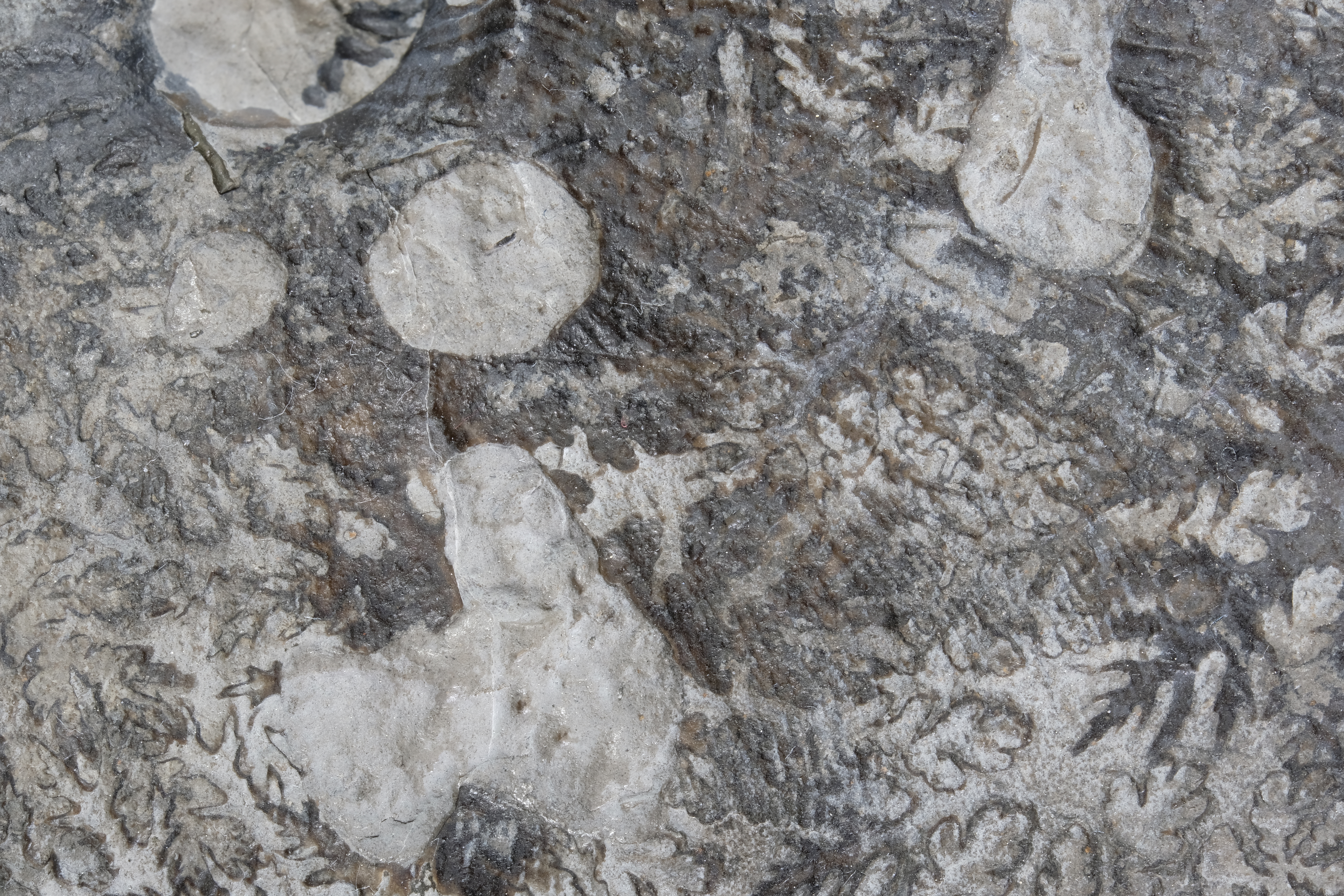 Single, double and triple bite marks