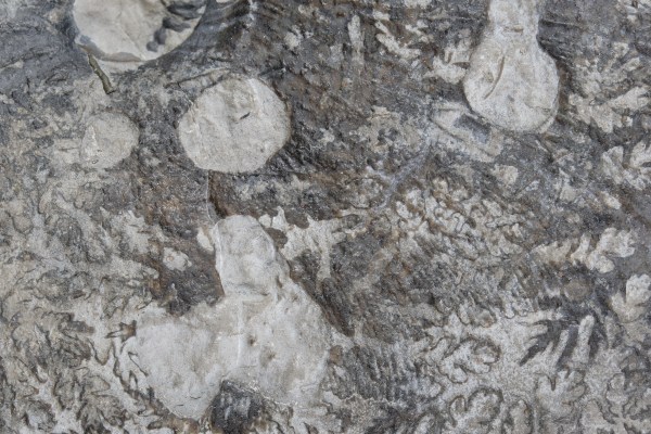 Single, double and triple bite marks